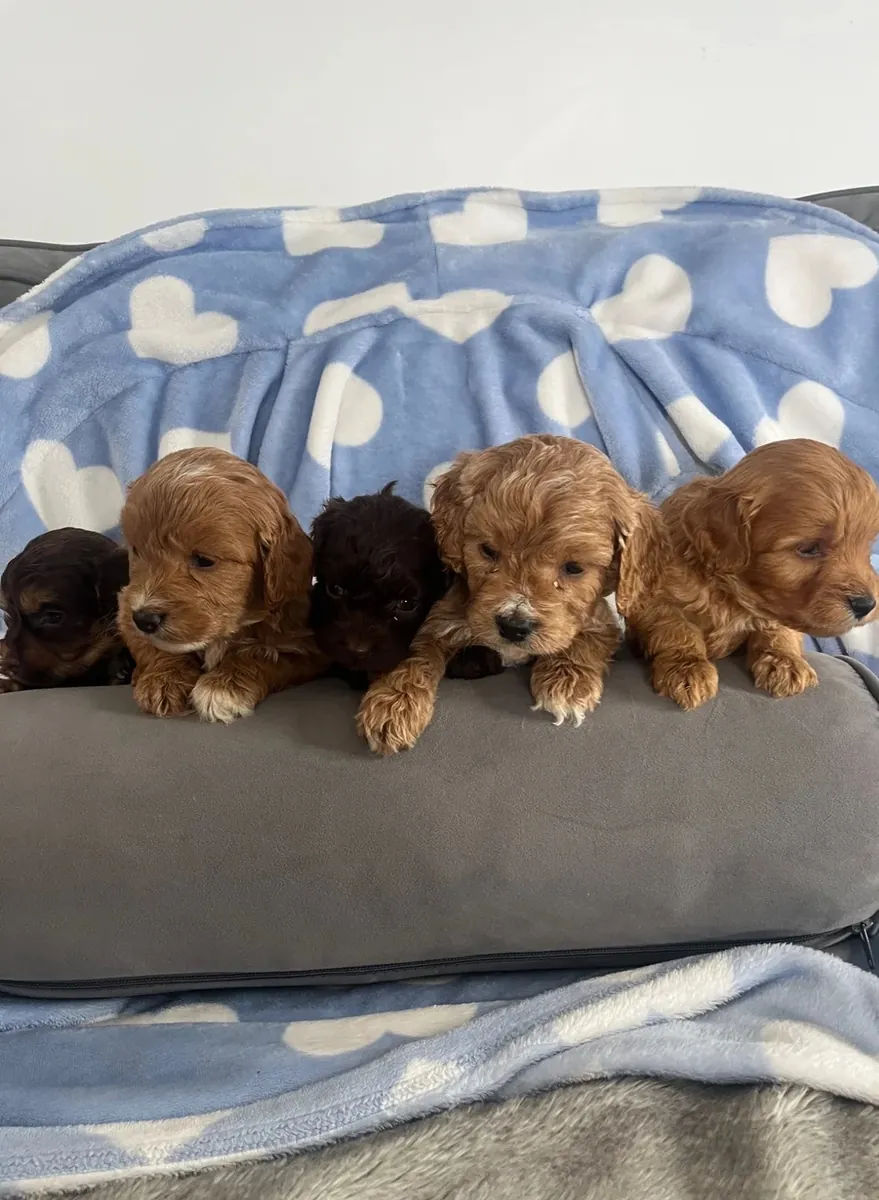 F1 Cockapoos