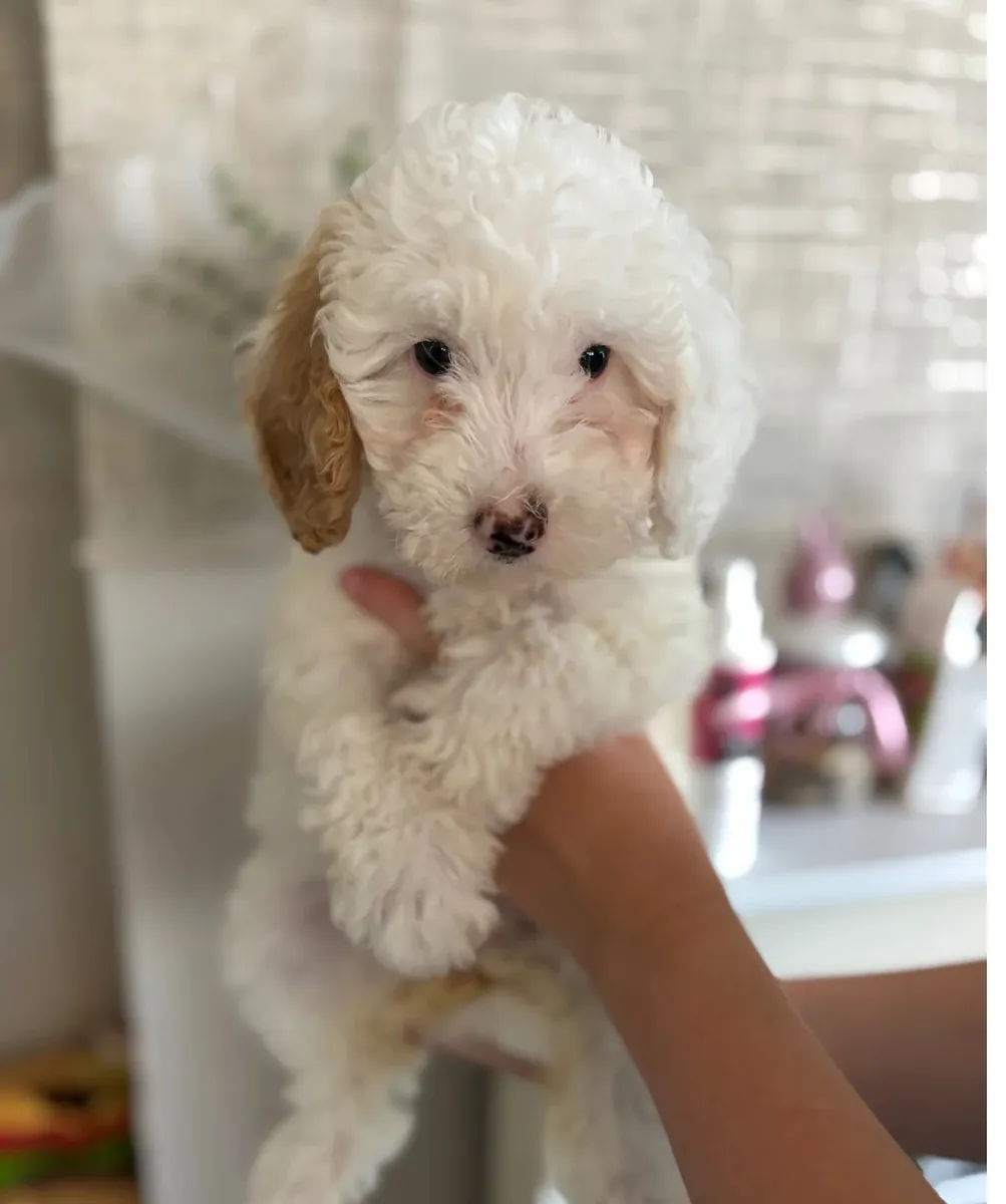 Cavapoo pup from health tested parents