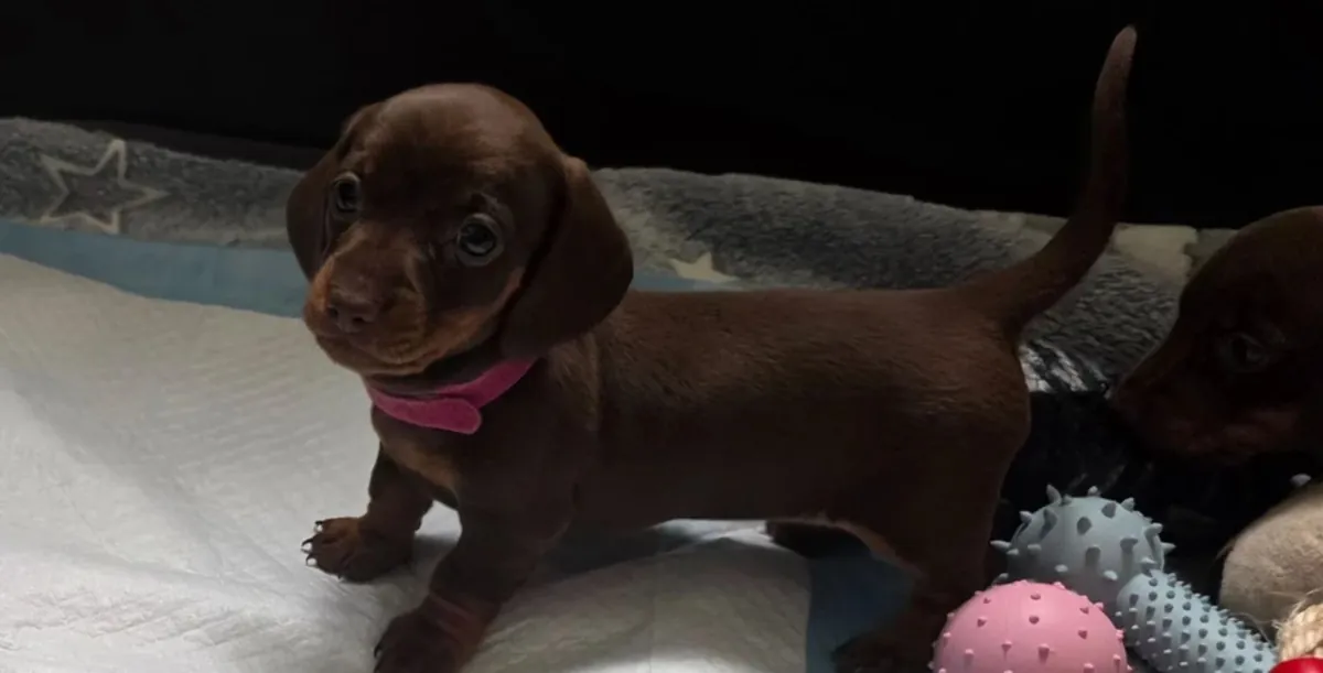 KC Kayıtlı Minyatür Dachshund Yavruları