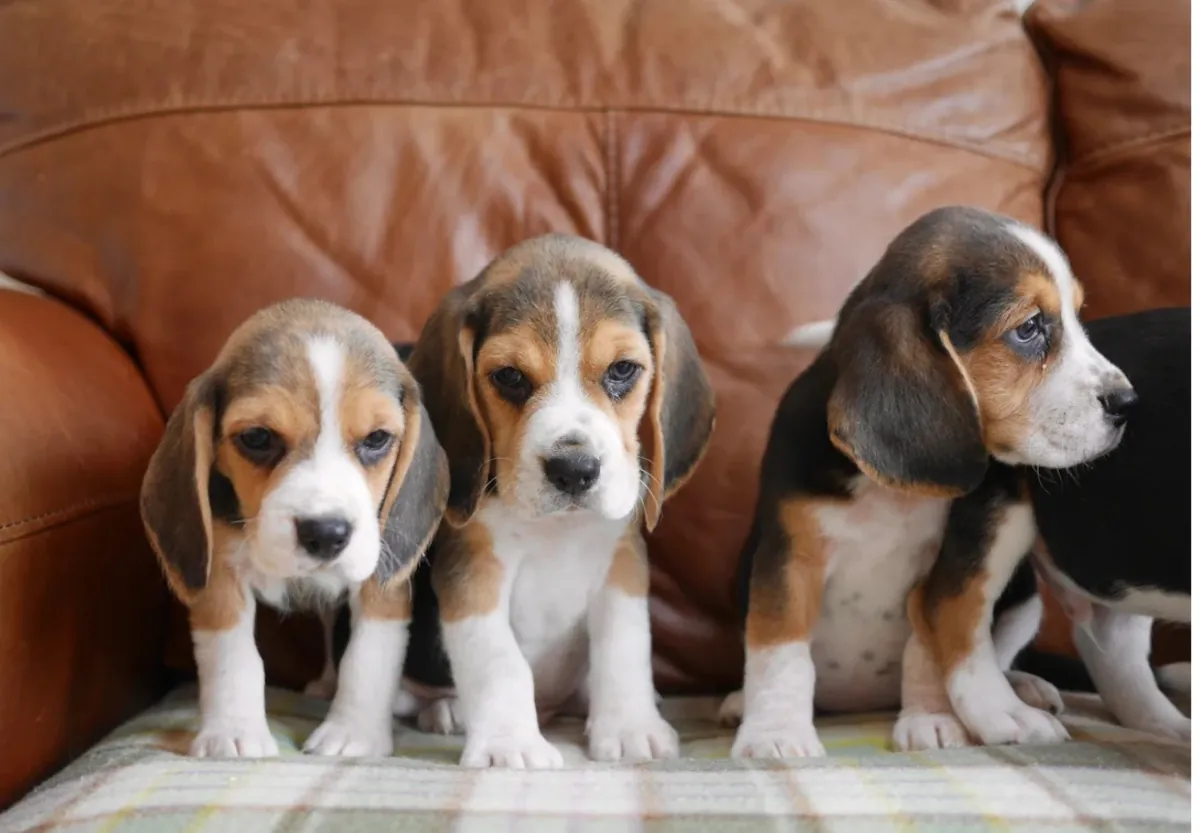 Quality Health Tested Beagle Puppies