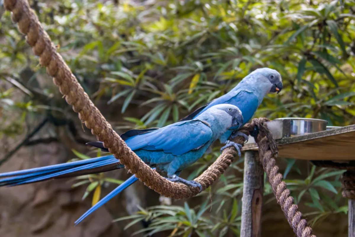 The return of the world's rarest parrot