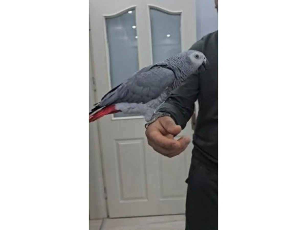 Social African Grey Parrot looking for a patient new home