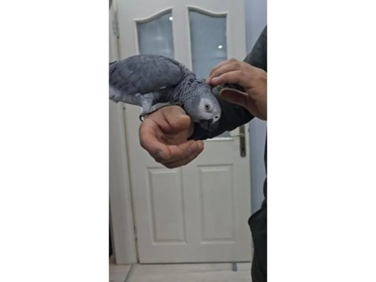 Social African Grey Parrot looking for a patient new home