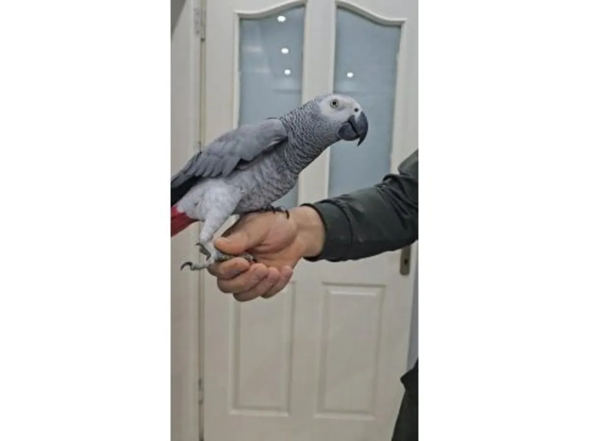 Social African Grey Parrot looking for a patient new home