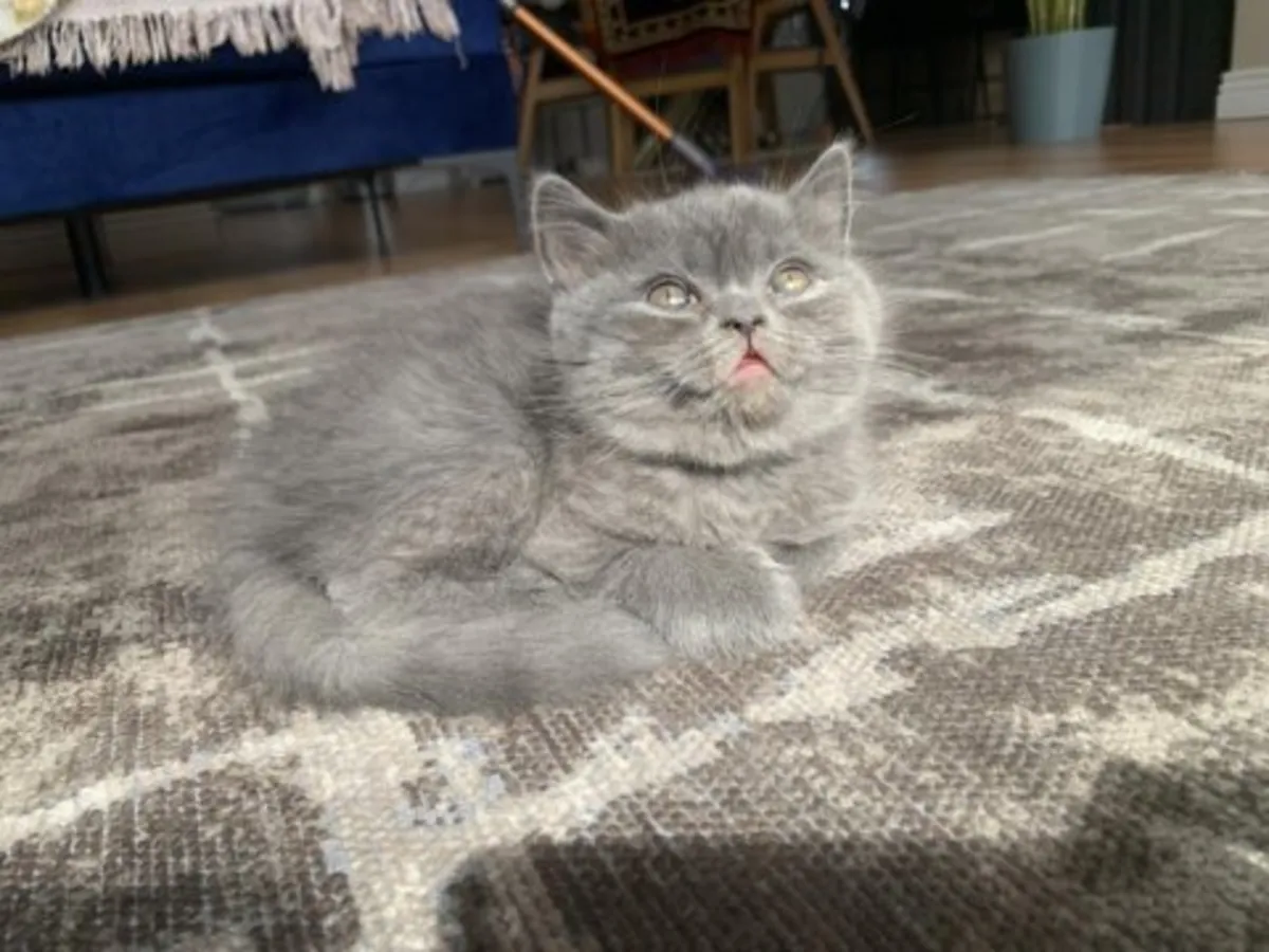 Calm British Shorthair kitten raised in a quiet home