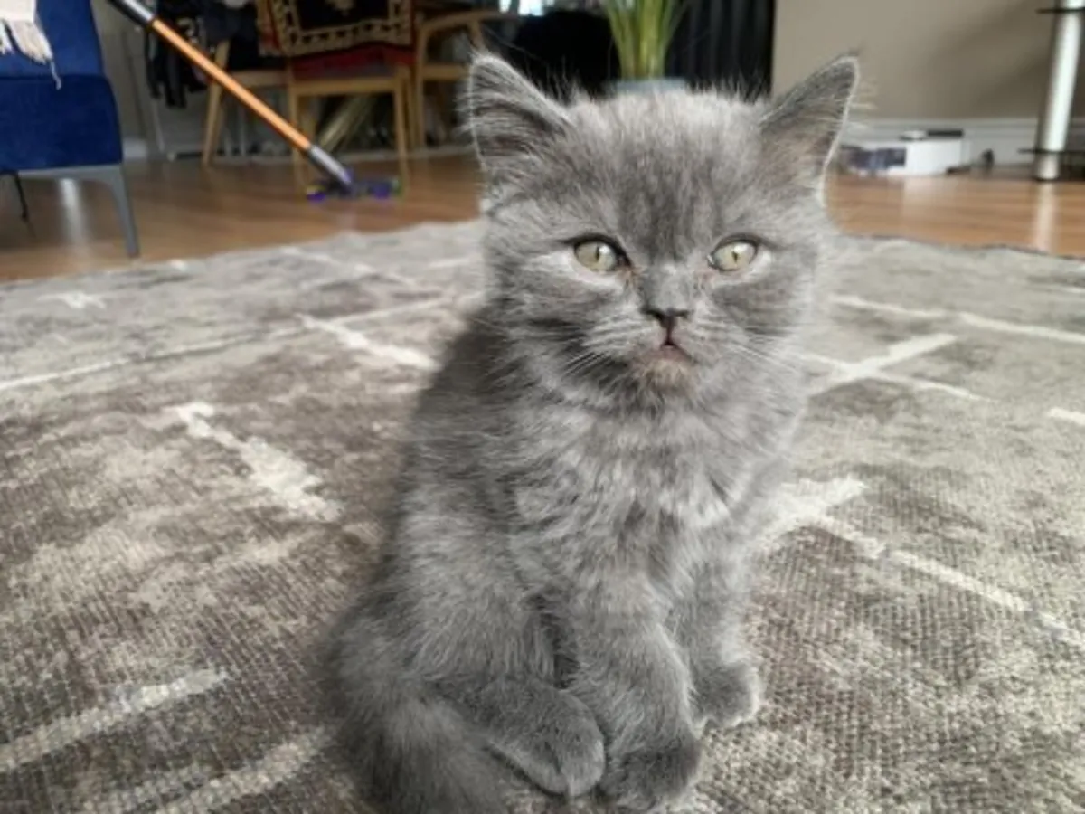 Calm British Shorthair kitten raised in a quiet home