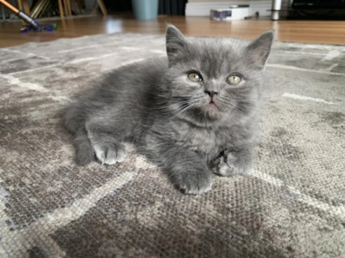 Calm British Shorthair kitten raised in a quiet home
