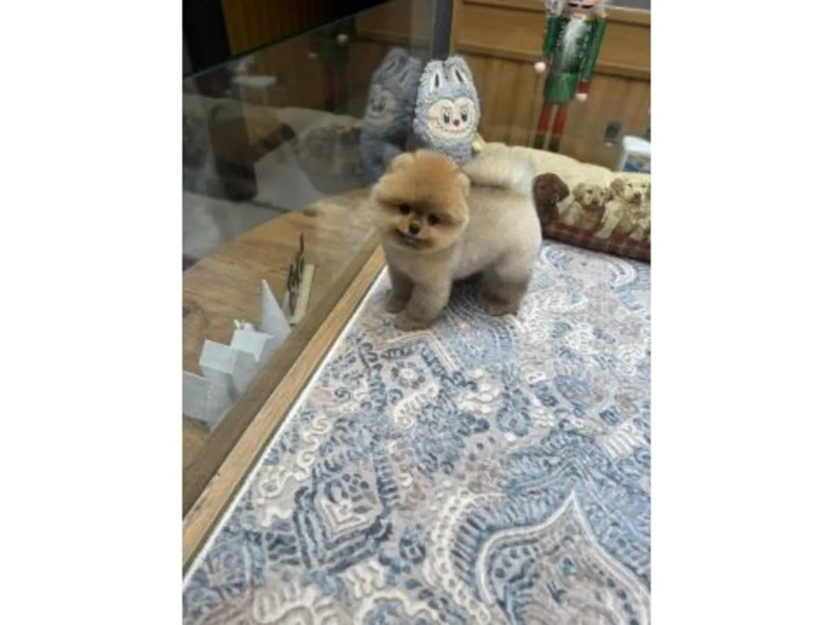 White Pomeranian puppy with friendly temperament