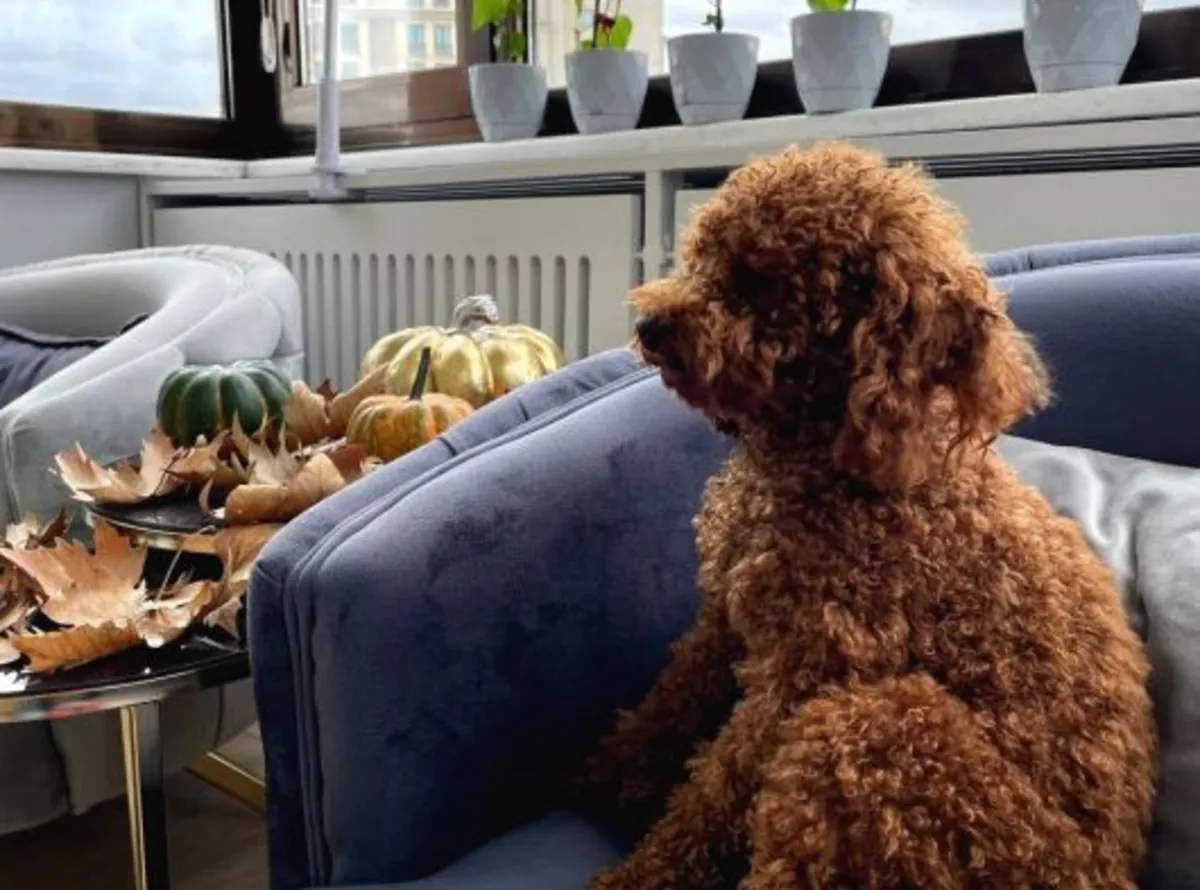 Brown Poodle looking for a caring long-term family