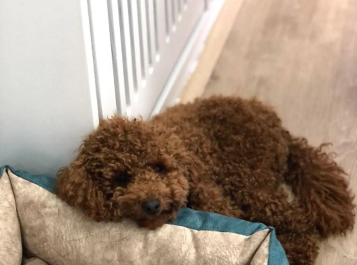Brown Poodle looking for a caring long-term family