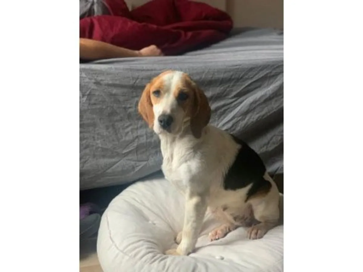 Energetic Beagle searching for an active family
