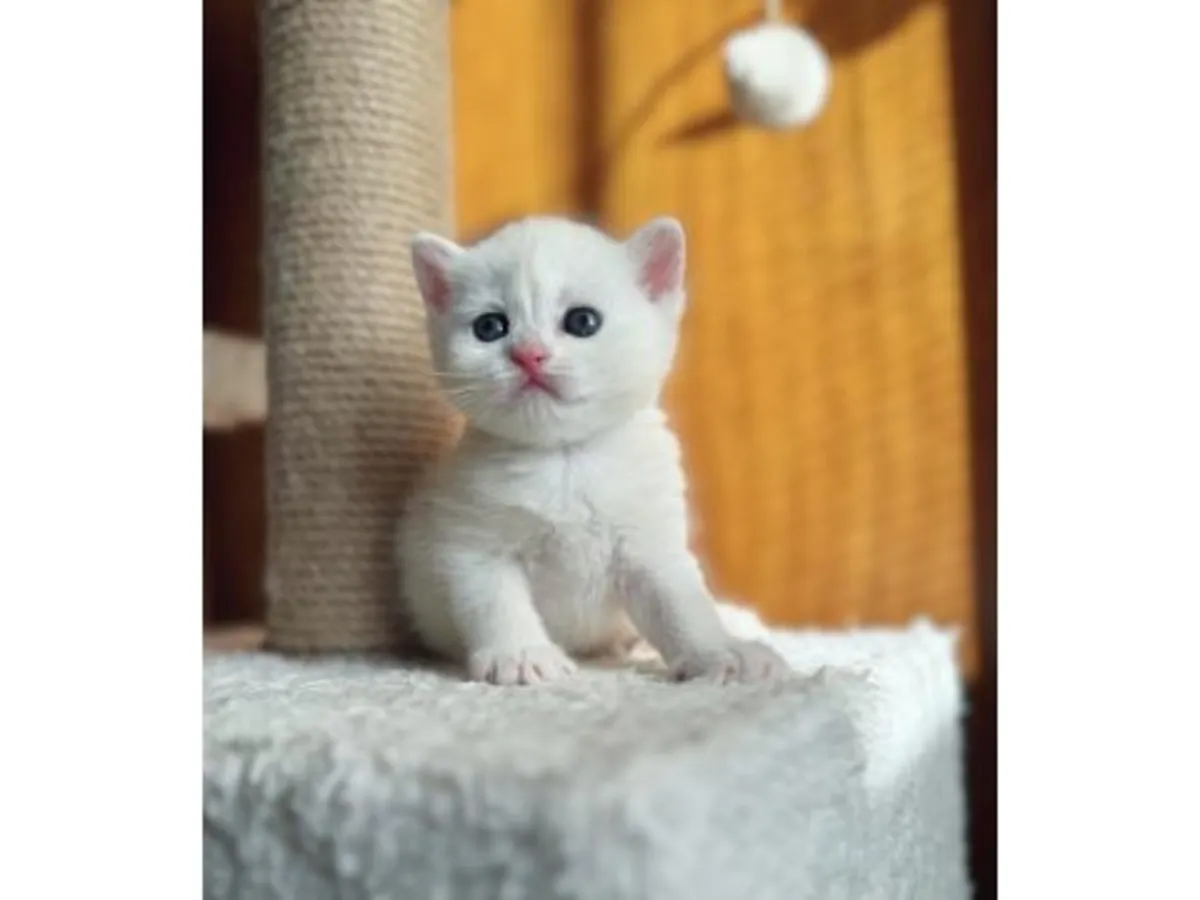 Gentle British Shorthair kitten raised in a family environment