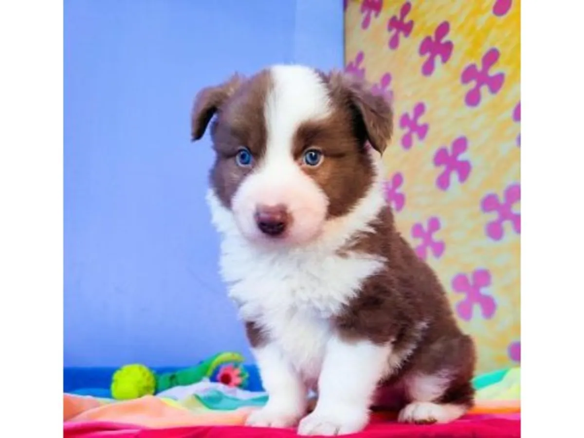 Energetic Border Collie with strong learning ability