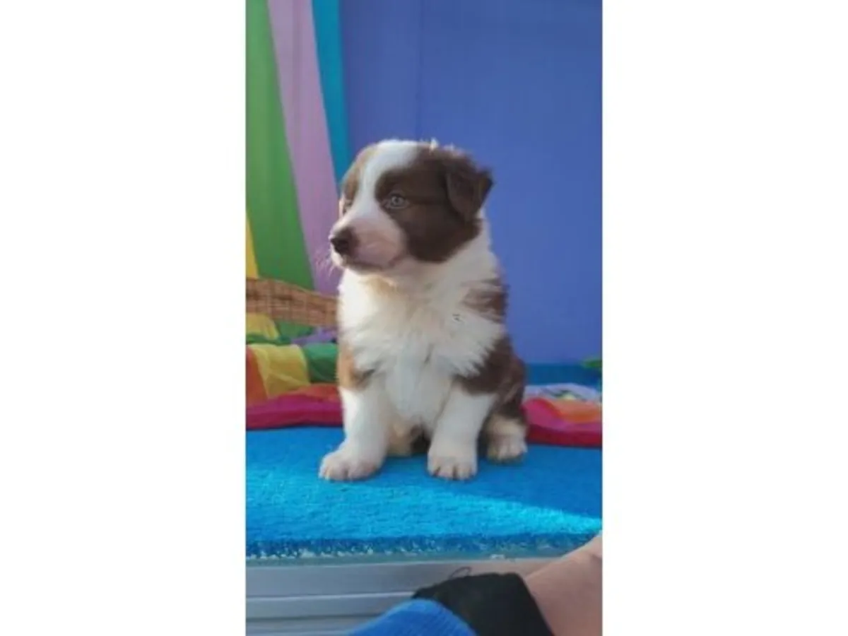 Energetic Border Collie with strong learning ability