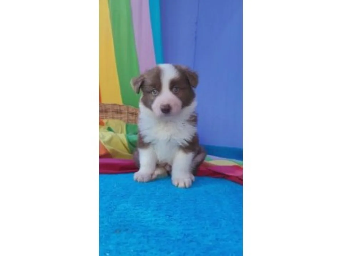 Energetic Border Collie with strong learning ability