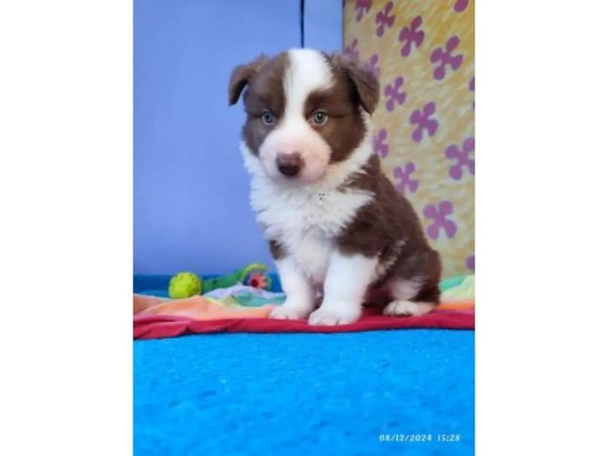 Energetic Border Collie with strong learning ability