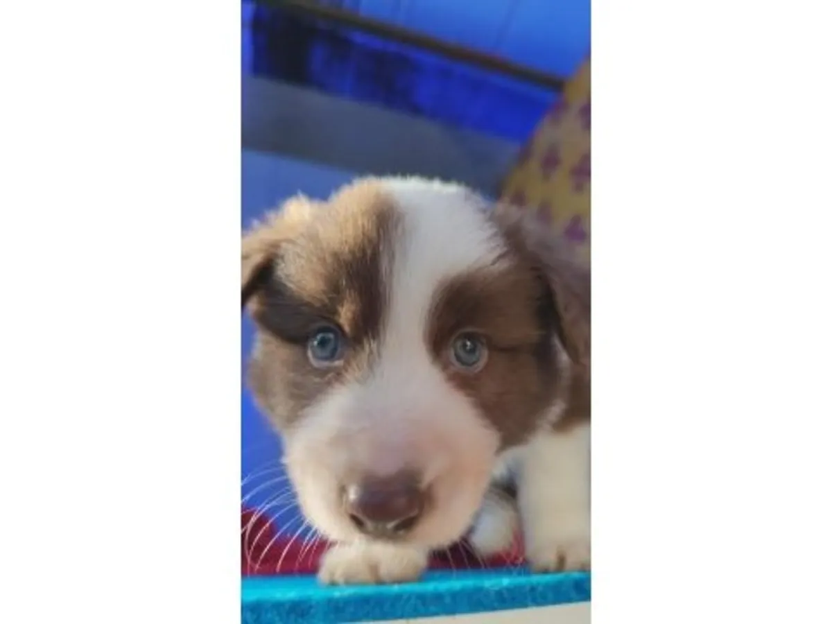 Energetic Border Collie with strong learning ability