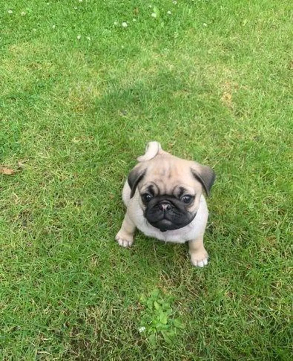 Pug puppies (male and female) for adoption
