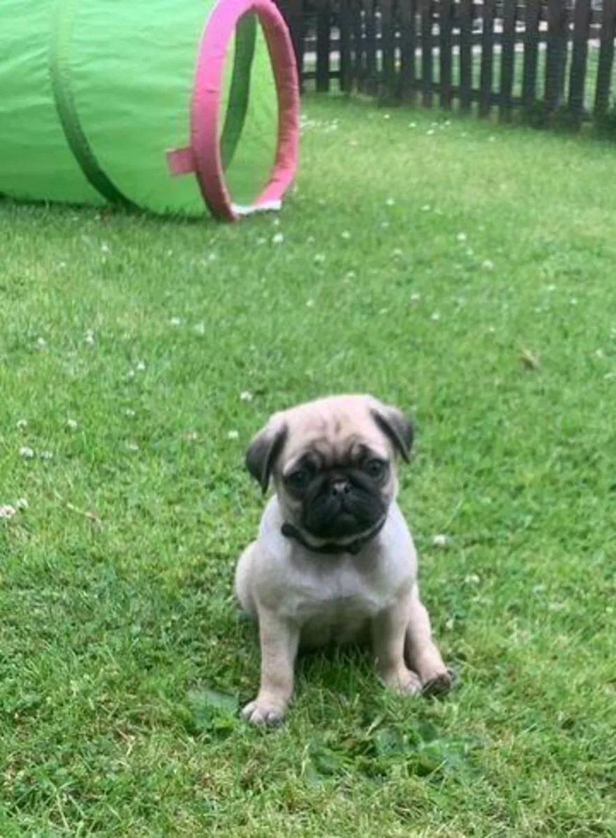 Pug puppies (male and female) for adoption