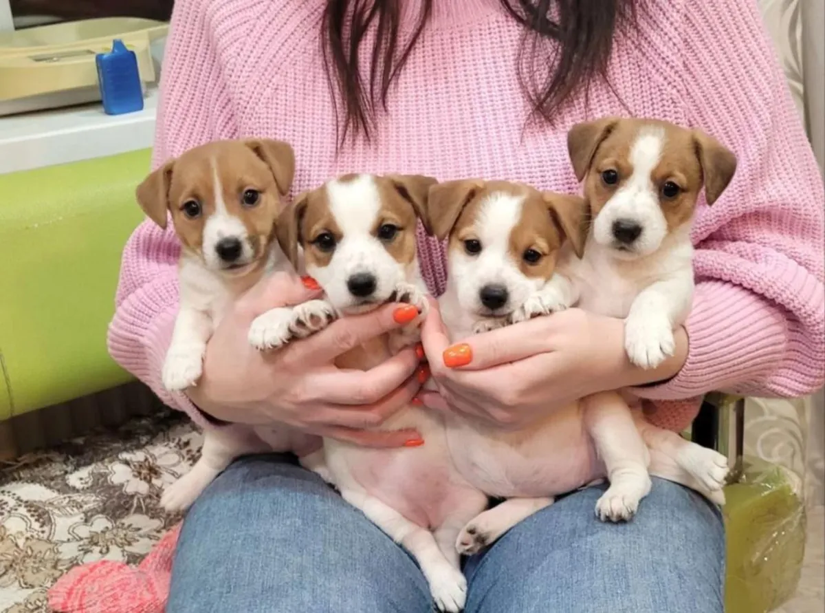 Jack Russell Terrier cinsi yavru köpekler (erkek ve dişi) sahiplendirilmek üzere.