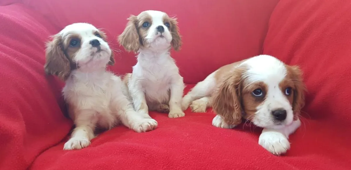 Cavalier King Charles Spaniel puppies (male and female) for adoption.
