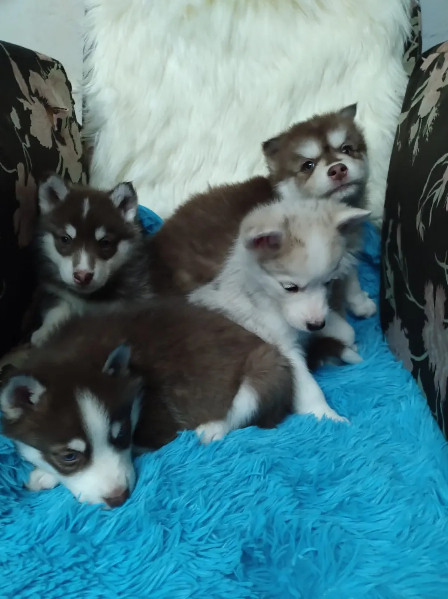 Chiots Husky sibérien (mâle et femelle) à donner