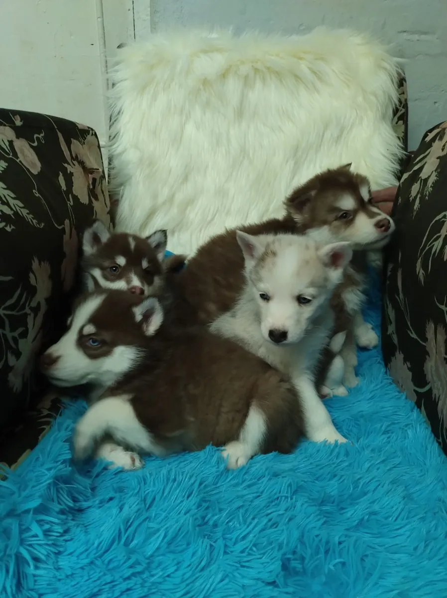 Chiots Husky sibérien (mâle et femelle) à donner