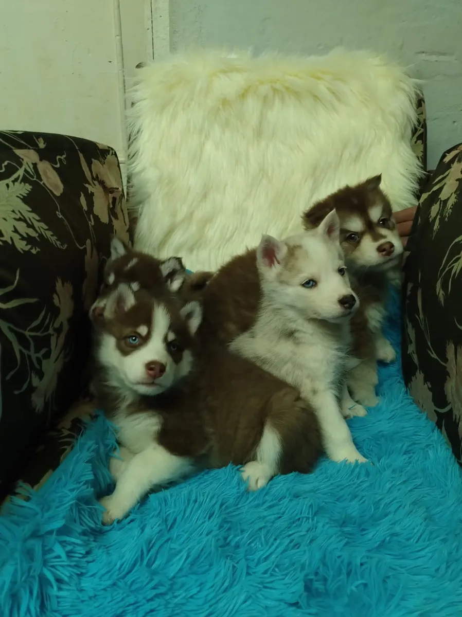Chiots Husky sibérien (mâle et femelle) à donner