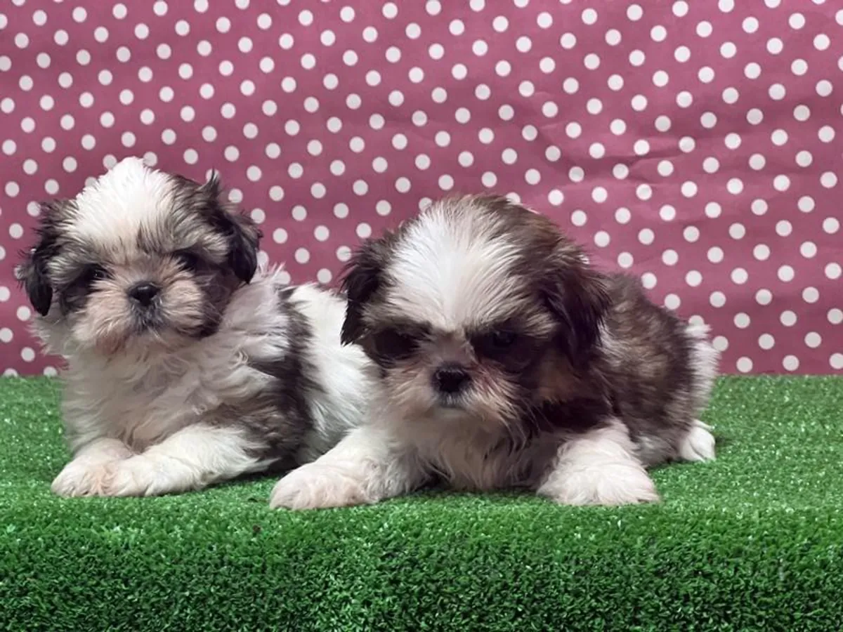 Shih Tzu puppies (male and female) available for adoption