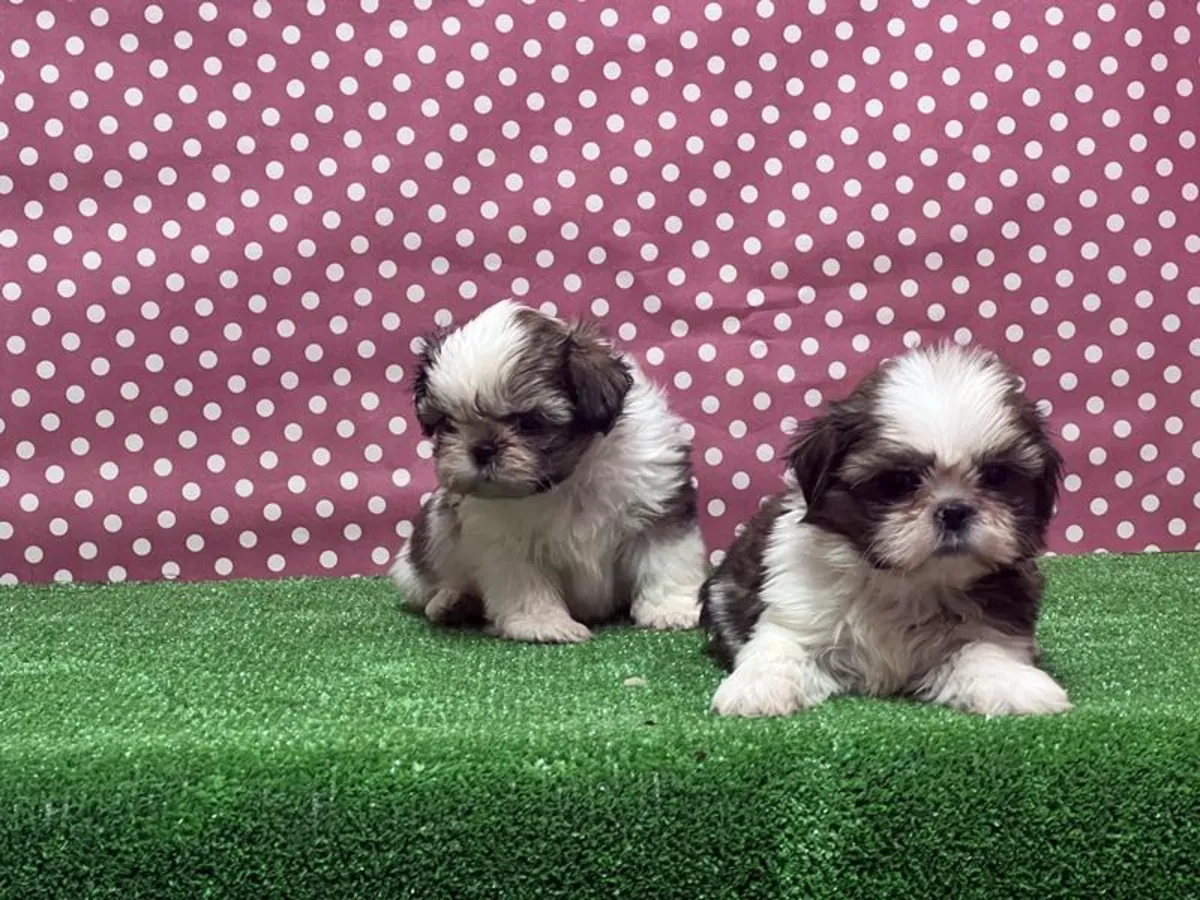Shih Tzu puppies (male and female) available for adoption