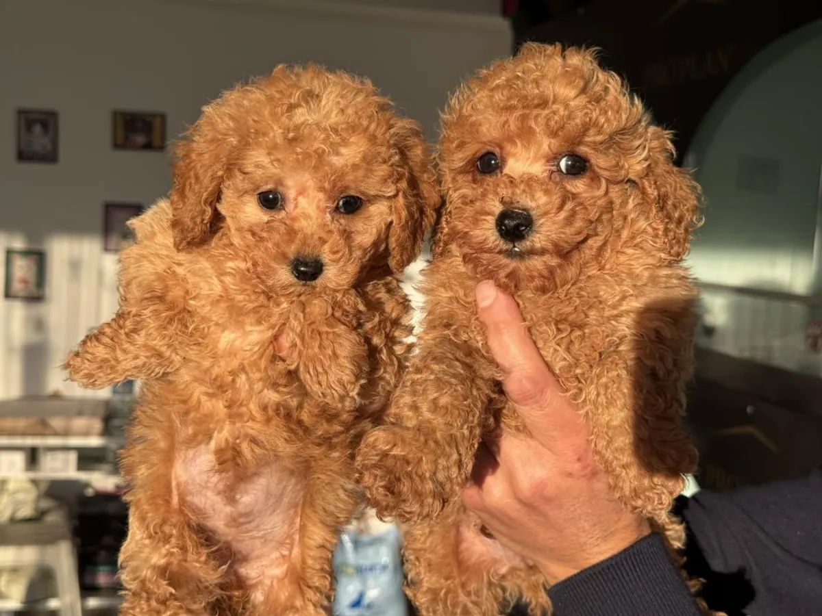 Poodle puppies for adoption