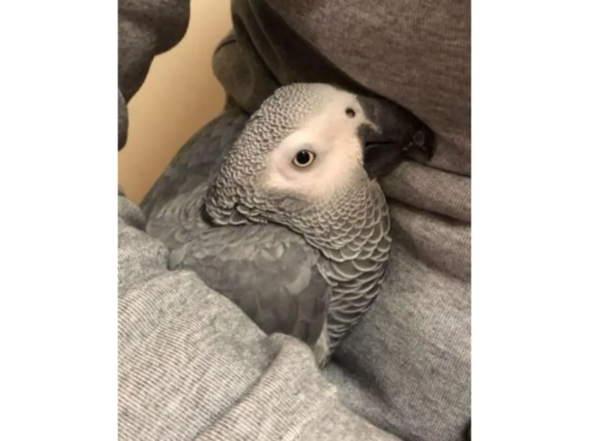 Очень внимательный серый попугай, привыкший жить с людьми.