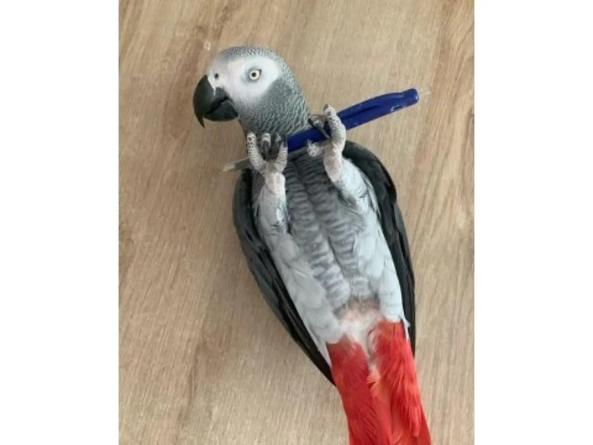 Очень внимательный серый попугай, привыкший жить с людьми.