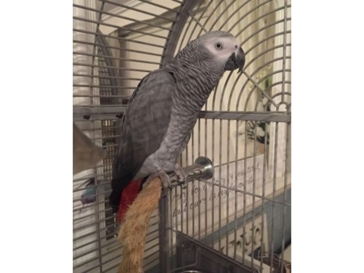 Очень внимательный серый попугай, привыкший жить с людьми.