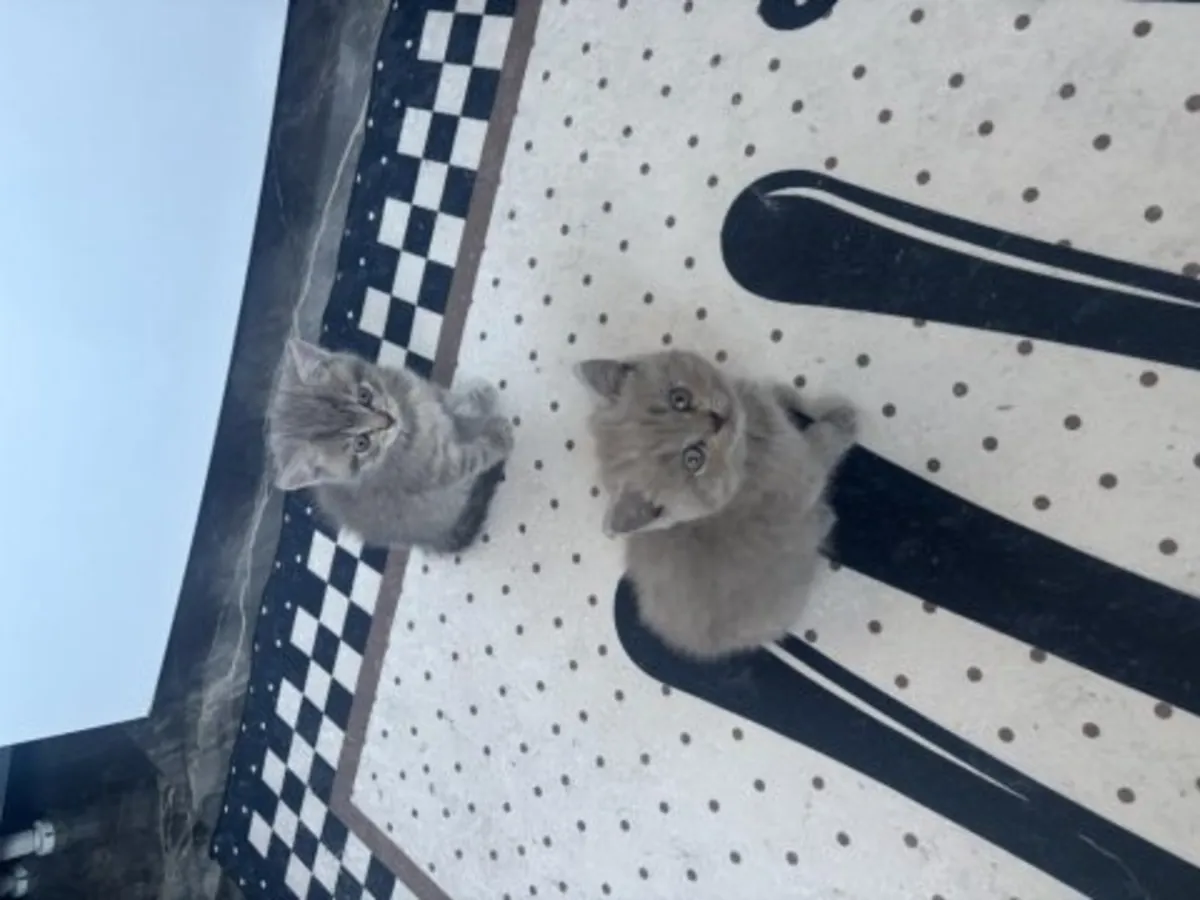 Quiet British Shorthair cat raised in an apartment