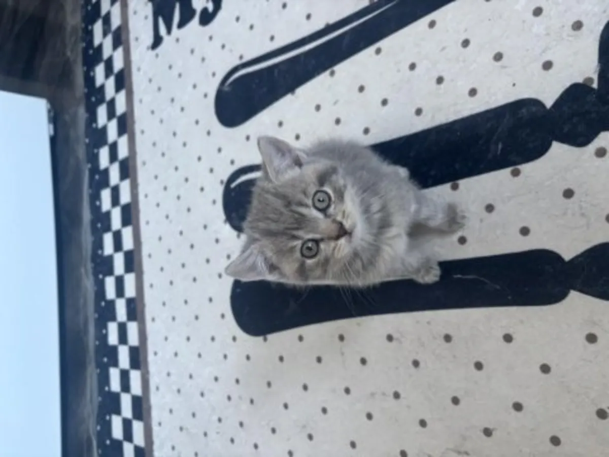 Quiet British Shorthair cat raised in an apartment