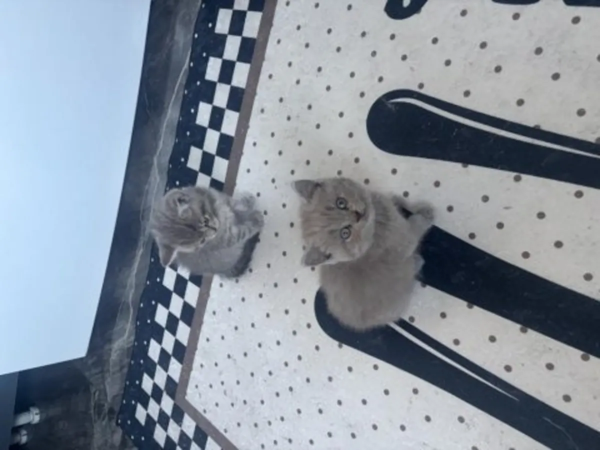 Quiet British Shorthair cat raised in an apartment