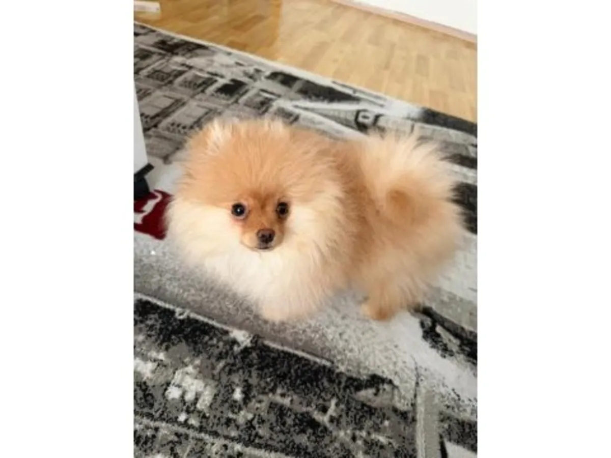 Small, very sociable orange Pomeranian puppy is looking for a new family