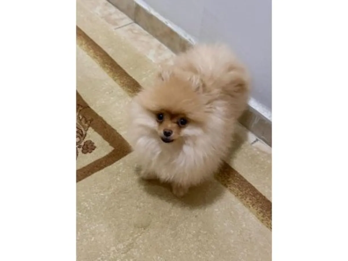 Small, very sociable orange Pomeranian puppy is looking for a new family