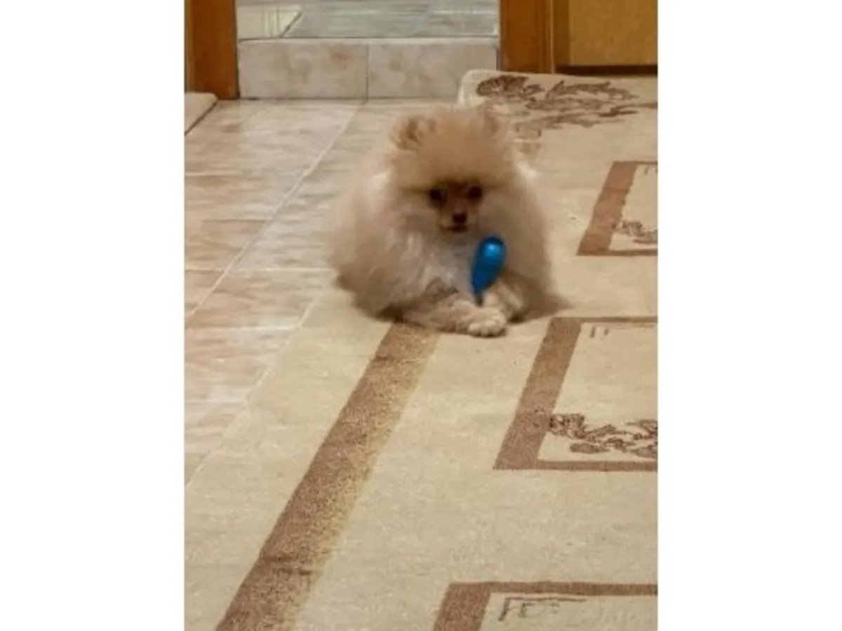 Small, very sociable orange Pomeranian puppy is looking for a new family