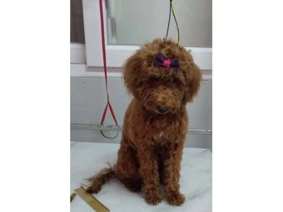 Спокойный и умный коричневый пудель ищет новый дом.