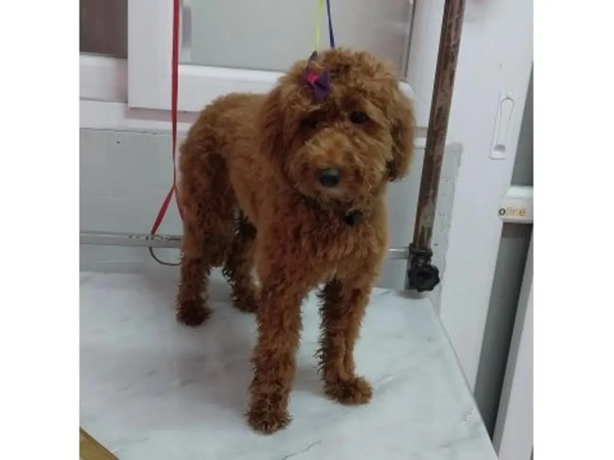 Спокойный и умный коричневый пудель ищет новый дом.