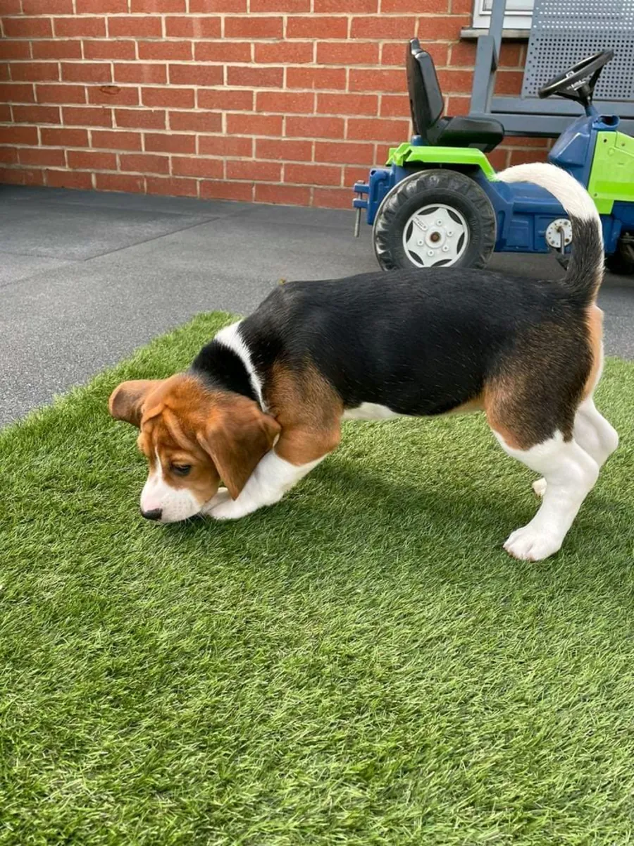 Beagle puppies for adoption