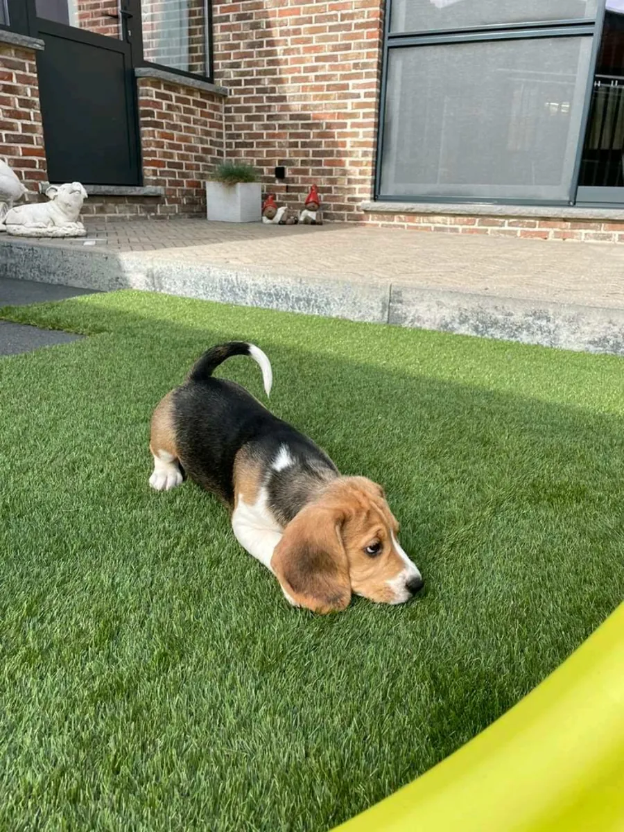 Beagle puppies for adoption
