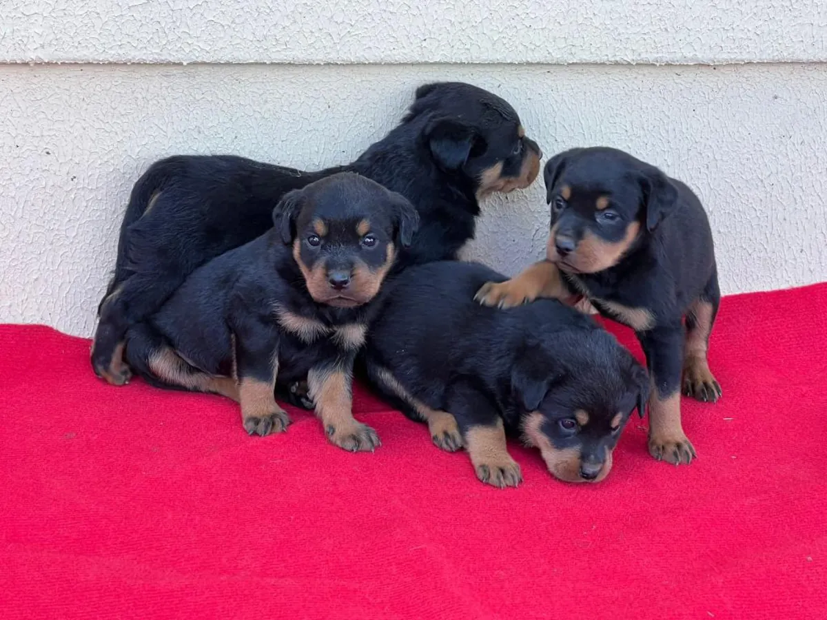 Rottweiler puppies (male and female) for adoption