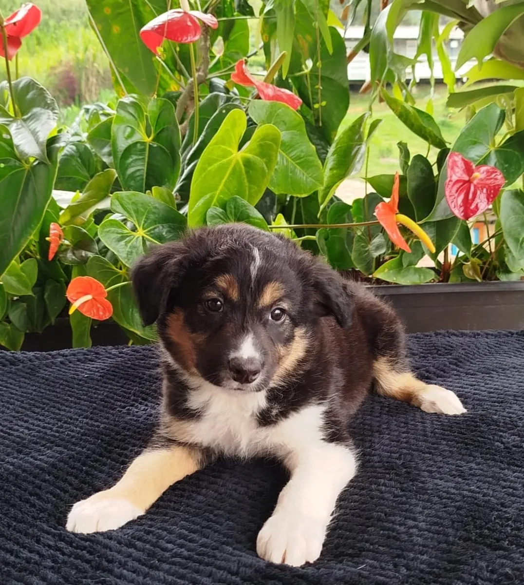 Border Collie puppies (male and female) for adoption