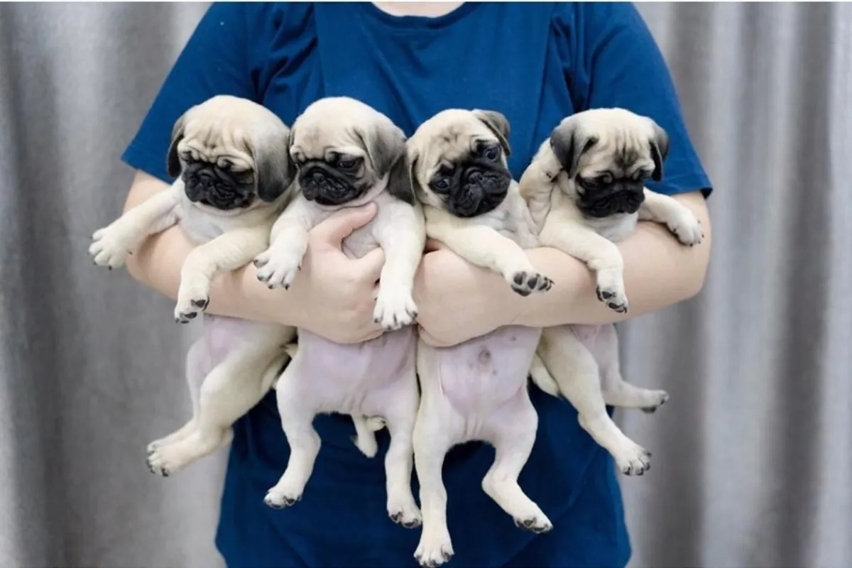 Chiots Carlin (mâle et femelle) à donner