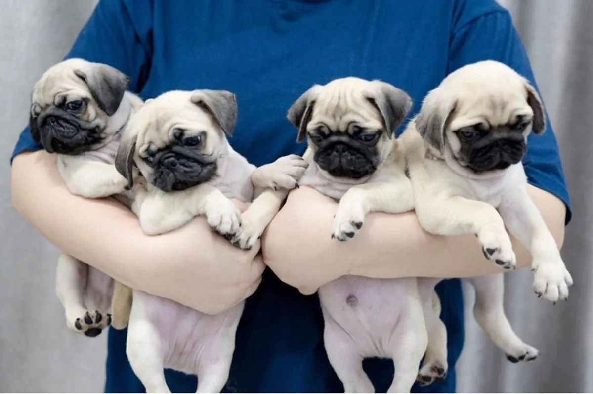 Chiots Carlin (mâle et femelle) à donner