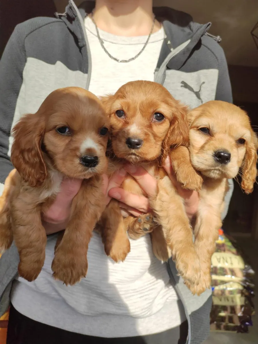 Chiots Cocker Spaniel (mâle et femelle) à donner