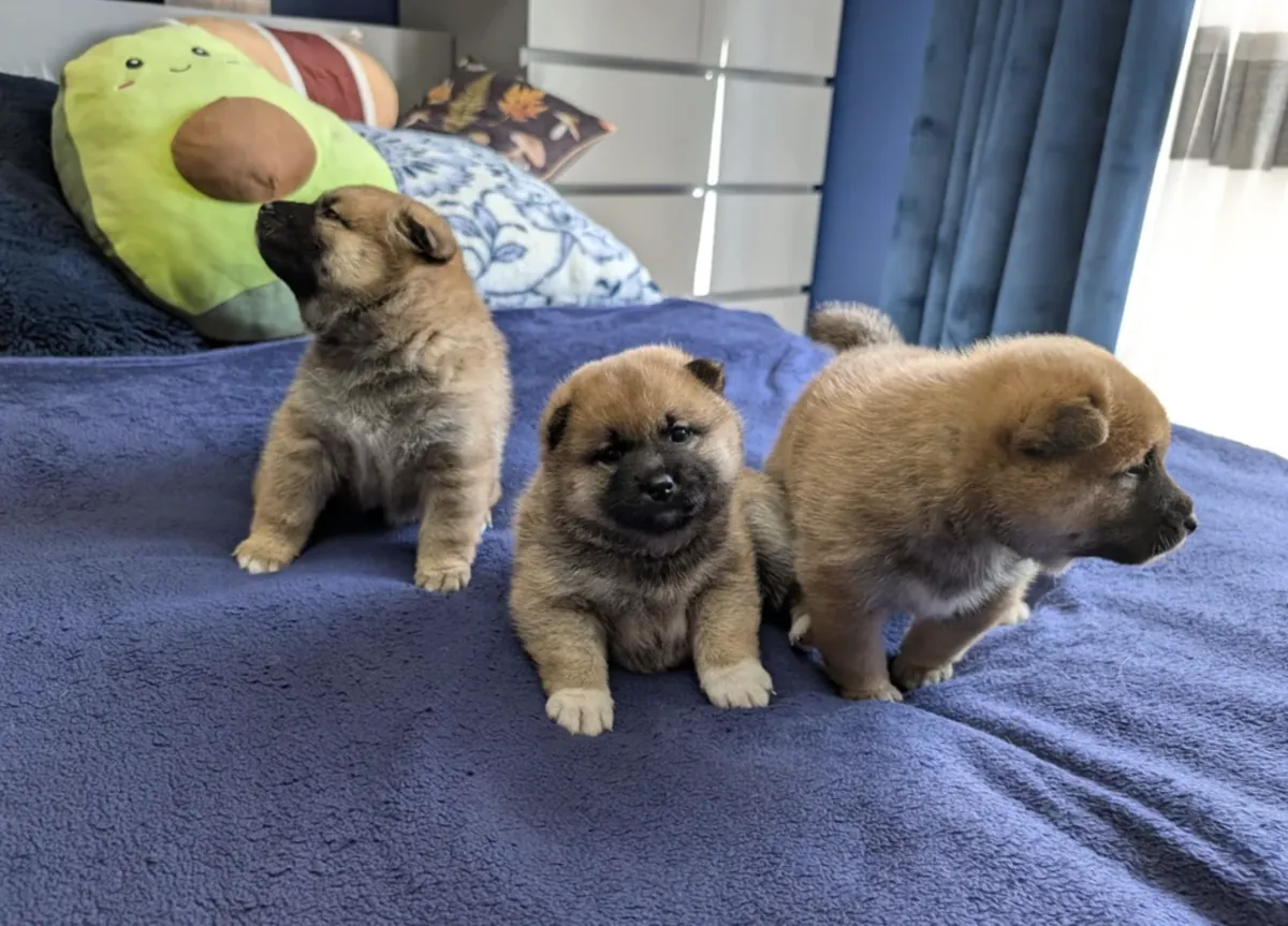 Chiots Shiba Inu (mâle et femelle) à donner